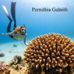 pernithia galnith