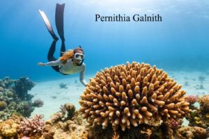 pernithia galnith